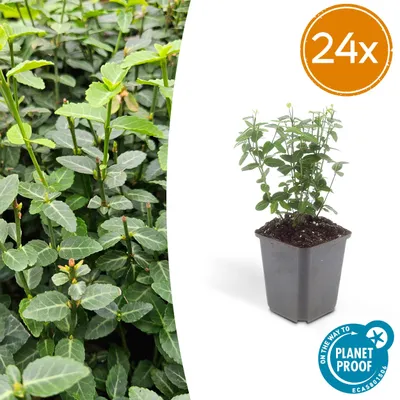 Image de Euonymus fortunei radicans | 24 pièces - 10-25cm - Ø9cm - Plante de jardin