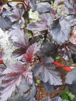 Produktbild von Physocarpus opulifolius Midnight / Jonight - Dunkelrote Fasanenspiere - 30-40cm