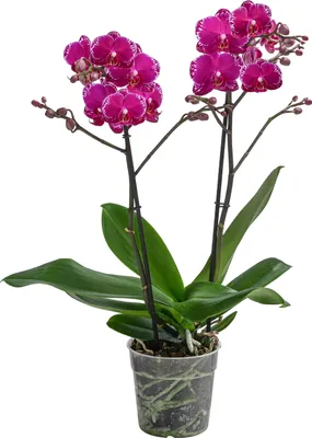 Produktbild von Dehner Schmetterlingsorchidee Asian Violin, Phalaenopsis cultivars, zweitriebig, pink-rosa Blüten, 50 cm inkl. Pflanztopf, Ø Topf 12 cm, Zimmerpflanze