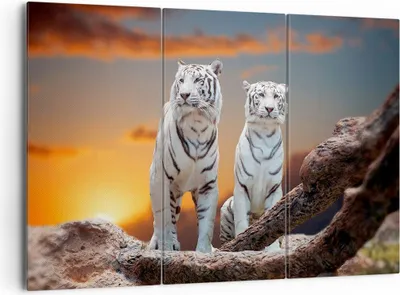 Produktbild von Bild auf Leinwand - Leinwandbild - Tiger weiß Rock Sonnenuntergang - 165x110cm - Wand Bild - Wanddeko - Leinwanddruck - Bilder - Kunstdruck - Leinwand bilder - Wandkunst - CE165x110-2901