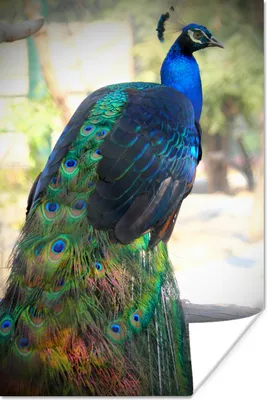 Produktbild von MuchoWow® Poster Tiere - Pfau - Federn 60x90 cm - Wanddekoration