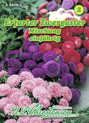 Produktbild von Erfurter Zwergaster Mischung | Asternsamen von N.L. Chrestensen
