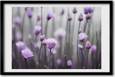 Produktbild von Bild 60x40 MDF-Rahmen, Wandkunst Blumen Schnittlauch