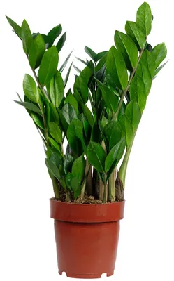 Produktbild von Glücksfeder (Zamioculcas) – Perfekt für Büro, Wohnung & lichtarme Ecken, ca. 50 cm hoch, Topf-Ø 17 cm
