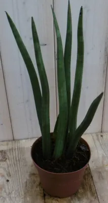 Productafbeelding van Vrouwentong Kirkii Sansevieria 50 cm kamerplant Dracaena Warentuin Natuurlijk
