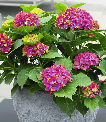 Produktbild von BALDUR Garten 1x Freiland-Hortensie 'SAXON® Schloss Wackerbarth', Pflanze im 12 cm-Topf, Hydrangea macrophylla, Gartenhortensie winterhart, pflegeleicht, für Standort im Schatten geeignet, blühend