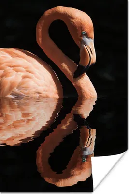 Produktbild von MuchoWow® Poster Flamingo - Wasser - Rosa 80x120 cm - Papierdruck