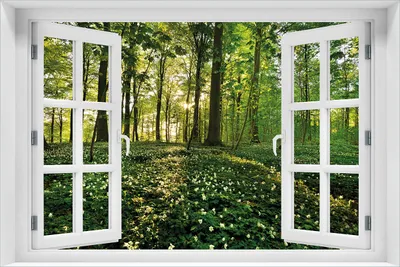 Produktbild von Wallario Wandbild aus Acryl, 60 x 90 cm, freischwebende Optik - Waldanemonen und Sonnenstrahlen im Wald mit Fenster-Illusion