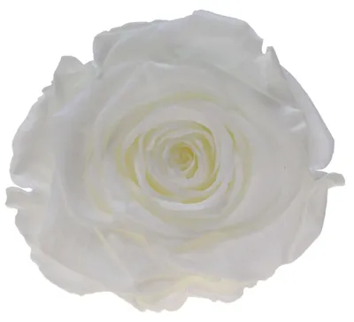 Produktbild von Infinity Rose XL Ø6-7cm konserviert stabilisiert haltbar Rosenkopf ewige Blüte Weiß (whi01)
