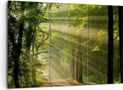 Produktbild von Bild auf Leinwand - Leinwandbild - Wald Baum Natur - 105x70cm - Wand Bild - Wanddeko - Wandbilder - Leinwanddruck - Bilder - Kunstdruck - Wanddekoration - Leinwand bilder - Wandkunst - CE105x70-3661