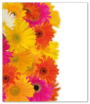 Produktbild von Wallario Herdabdeckplatte aus Glas, Größe 52 x 60 cm 1-teilig, Motiv Bunte Gerberas - pinke, gelbe, rote und weiße Blüten