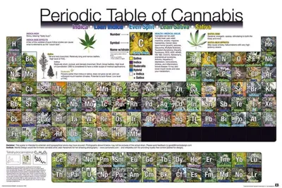 Produktbild von Poster Periodic Table of Cannabis 91.5x61cm.