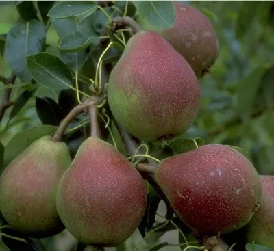 Produktbild von Clapps Liebling Birnenbaum - Buschbaum Topfballen (Versandzeit: ganzjährig)