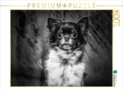 Produktbild von CALVENDO Puzzle Chihuahua | 1000 Teile Lege-Größe 64x48cm Foto-Puzzle für glückliche Stunden