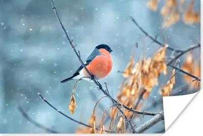 Produktbild von MuchoWow® Poster Schnee - Vogel - Tier 120x80 cm - Bilder