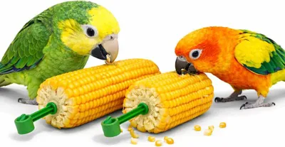 Zdjęcie produktu dla JR FARM Chrupiąca Kukurydza - dla wszystkich papug 200g