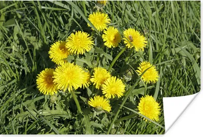 Produktbild von MuchoWow® Poster Löwenzahn - Gras - Frühling 120x80 cm - Bilder
