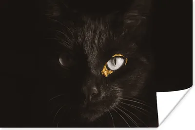 Produktbild von MuchoWow® Poster Katze - Gold - Schwarz 60x40 cm - Schlafzimmerdekoration