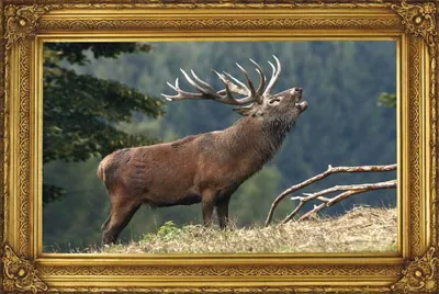 Image de Cerf qui brame - Poster - Amour du pays + 1 paquet de tesa Powerstrips® - Contenu 20 pièces