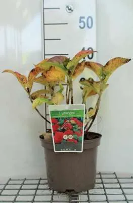 Produktbild von Hydrangea macr. 'Red Baron' ( 'sch. bautznerin') - Hortensien  25- 30 cm Container