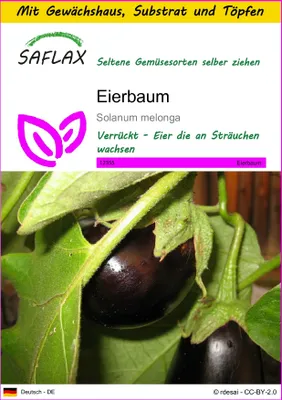 Produktbild von SAFLAX Anzucht Set - Eierbaum - Solanum melonga - 20 Samen - Mit Mini-Gewächshaus, Anzuchtsubstrat und 2 Töpfen
