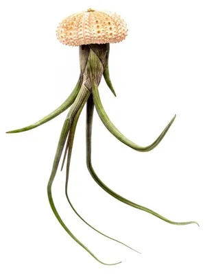 Obrázok produktu pre Gardners Medusa ROSE s Tillandsií Bailey