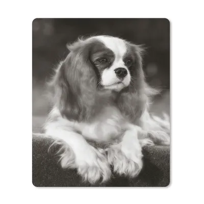 Produktbild von MuchoWow® Mauspad Mousepad Schwarz-Weiß-Foto eines Cavalier King Charles Spaniels 19x23 cm - Mousepads - Maus Mat - Pad - Mausunterlage - Mauspads - Spielen