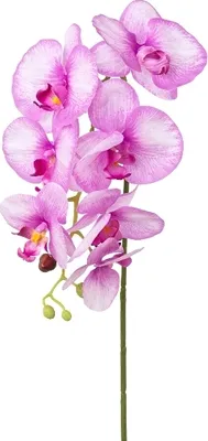 Produktbild von künstliche Phalaenopsis Orchidee REAL TOUCH pink lila H. 75cm GASPER Kunstblume