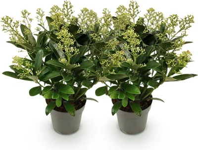 Produktbild von GreenboutiQ - Terrassenpflanze - Skimmia japonica Finchy - Blüte Weiß - 15+ Blüten - 2 Pflanzen - Winterhart - Topf 15cm Höhe 30cm