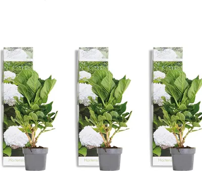 Produktbild von Bloomique - 3er-Set - Hydrangea Macrophylla Wudu - Hortensie - Bauernhortensie - Gartenpflanzen - Winterhart - 20-30 cm Hoch - Topf 10,5 cm