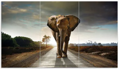 Produktbild von Wallario Herdabdeckplatte aus Glas, Größe 90 x 52 cm 3-teilig, Motiv Elefant bei Sonnenaufgang in Afrika