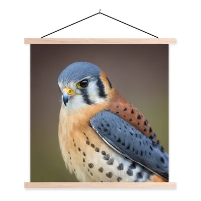Produktbild von MuchoWow® Textilposter Vogel - Makro - Blau 40x40 cm mit holzfarbenen Rahmen - Posterleiste