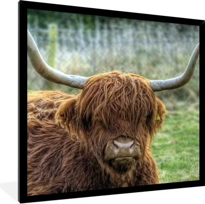 Produktbild von MuchoWow® Gerahmtes Poster Schottischer Highlander - Kuhkopf - Hörner 40x40 cm - Poster mit Schwarzem Bilderrahmen Wandposter Rahmen Foto Bilder - Mit Rahmen - Wanddekoration Schlafzimmer