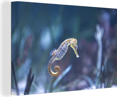 Produktbild von OneMillionCanvasses® - Leinwandbilder - 140x90 cm, Seepferdchen - Wasser - Wasserpflanzen, Wandbilder Kunstdruck Wanddekoration