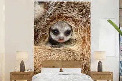 Produktbild von MuchoWow® Fototapete für Wohnzimmer oder Schlafzimmer Wandtapete Vinyl Motivtapete Erdmännchen - Jung - Tiere - 155x240 cm - Tapete