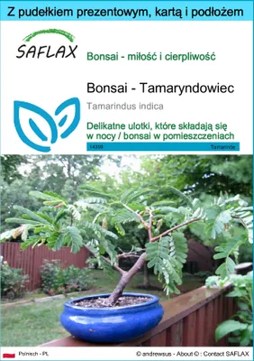 Zdjęcie produktu dla SAFLAX - Zestaw prezentowy - Bonsai - Tamaryndowiec - 4 Nasiona - Z pudełkiem upominkowym, etykietą wysyłkową, kartą podarunkową i podłożem uprawowym - Tamarindus indica