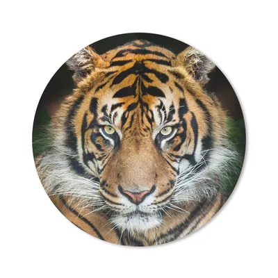 Produktbild von MuchoWow® Mauspad Mousepad Tiger - Schwarz 20x20 cm - Mousepads - Maus Mat - Pad - Mausunterlage - Schreibtischmatte