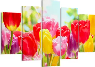 Produktbild von Bild auf Leinwand - Leinwandbild - Tulpe Blume Garten Plantage - 150x100cm - Wand Bild - Wanddeko - Leinwanddruck - Bilder - Kunstdruck - Wanddekoration - Leinwand bilder - Wandkunst - EA150x100-2466