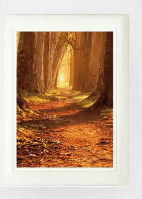 Produktbild von Wälder Gerahmtes Bild Mit Edlem Passepartout | Wand-Bilder | Im Bilderrahmen - Herbstfarben, Magischer Pfad (40 x 30 cm)