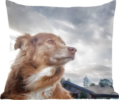 Produktbild von MuchoWow® Zierkissen Sofakissen Wohnzimmer Dekokissen 60x60 cm Starrender Hund - Sitzfläche - Foto Polster