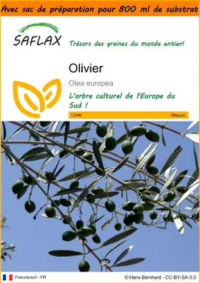 Image de SAFLAX Garden in the bag - Olivier - 20 graines - Olea