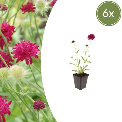 Zdjęcie produktu dla Knautia macedonica | 6 sztuk - 10-25cm - Ø9cm - Roślina ogrodowa