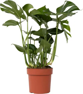 Image de Plante à trous - Monstera deliciosa - Hauteur 70-80cm - ⌀21cm