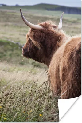 Produktbild von MuchoWow® Poster Schottische Highlander - Natur - Meer 120x180 cm - Kunstposter
