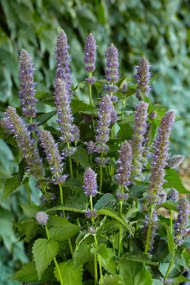 Produktbild von Agastache foeniculum 'Purple Haze', Duftnessel, violett, ca. 11x11 cm Topf