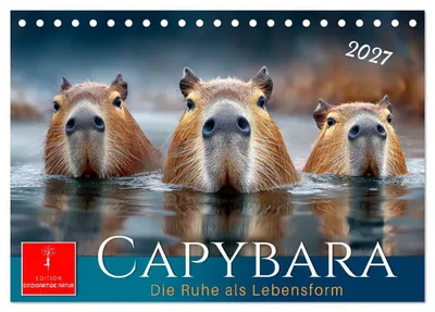 Produktbild von Capybara - die Ruhe als Lebensform (Tischkalender 2027 DIN A5 quer), CALVENDO Monatskalender