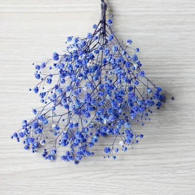 Produktbild von Schleierkraut Trockenblume lila