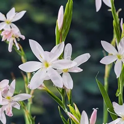 Productafbeelding van Moerings Schizostylis Coccinea Alba | Moerasgladiool | In 9CM pot