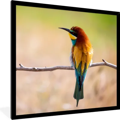 Produktbild von MuchoWow® Gerahmtes Poster Vögel - Bienenfresser - Tiere 40x40 cm - Poster mit Schwarzem Bilderrahmen Wandposter Rahmen Foto Bilder - Mit Rahmen - Wanddekoration Schlafzimmer