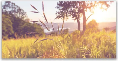 Produktbild von Tulup Leinwand-Bilder 120x60 Wandbild Canvas Kunstdruck Wiese Gras Baum Natur